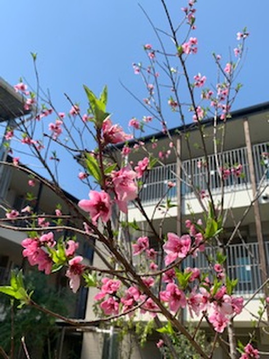 シンボルツリーのアーモンドの花が咲きました – ゆいま〜る｜お知らせ
