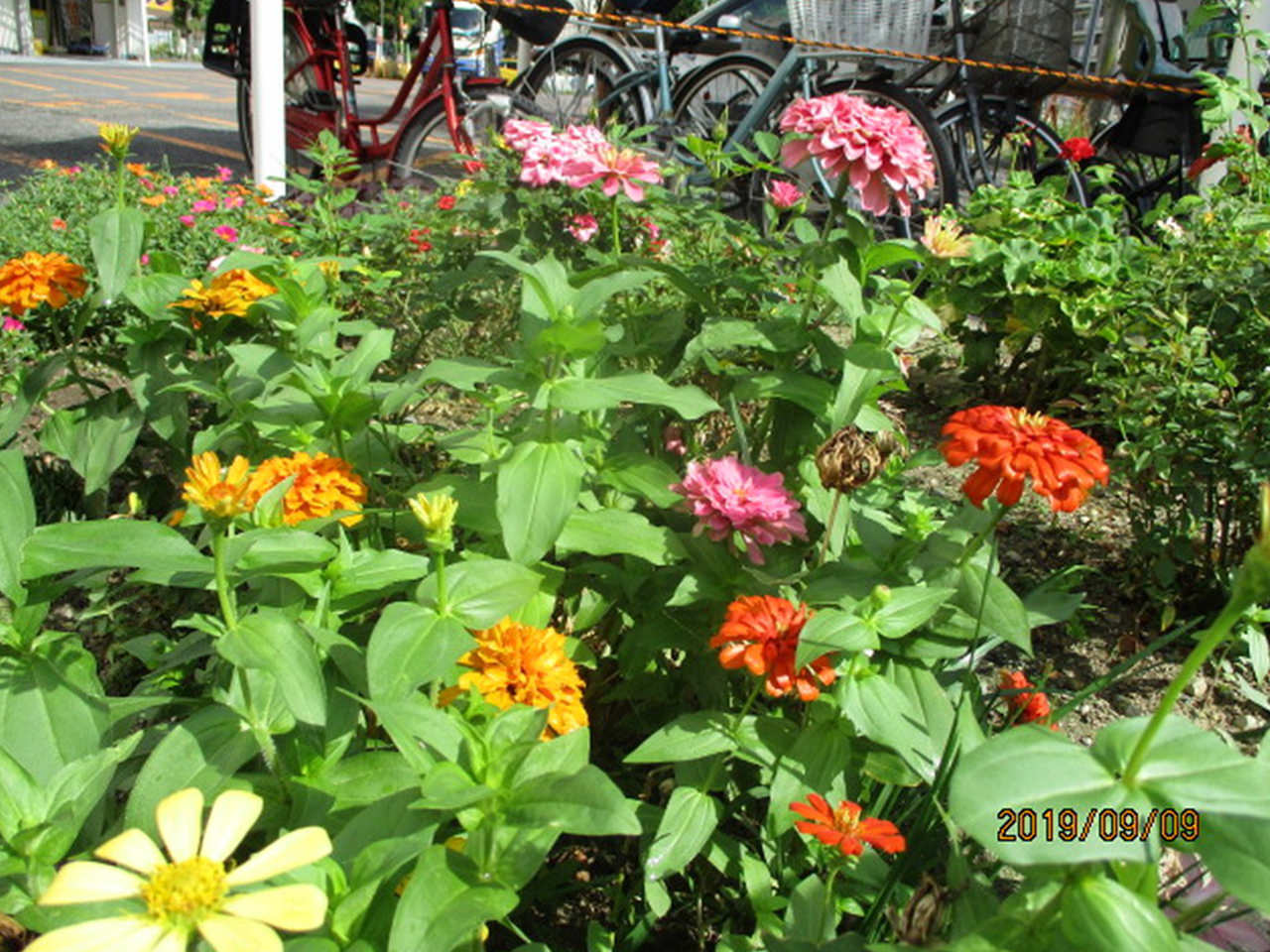 フロント前の9月の「ゆいま～る花壇」。近所の住民の方たちにも楽しんでもらっています。