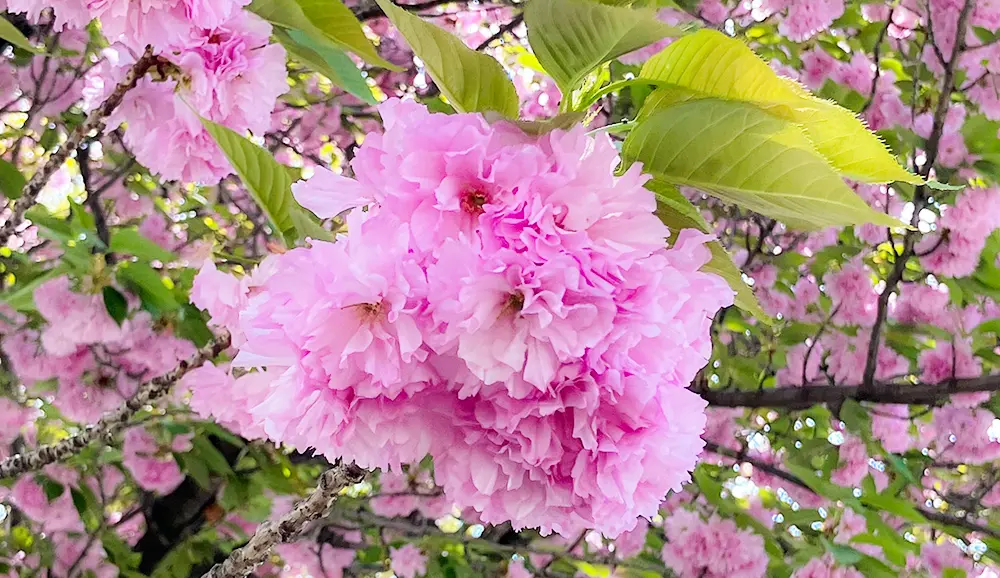 春~見事な八重桜~