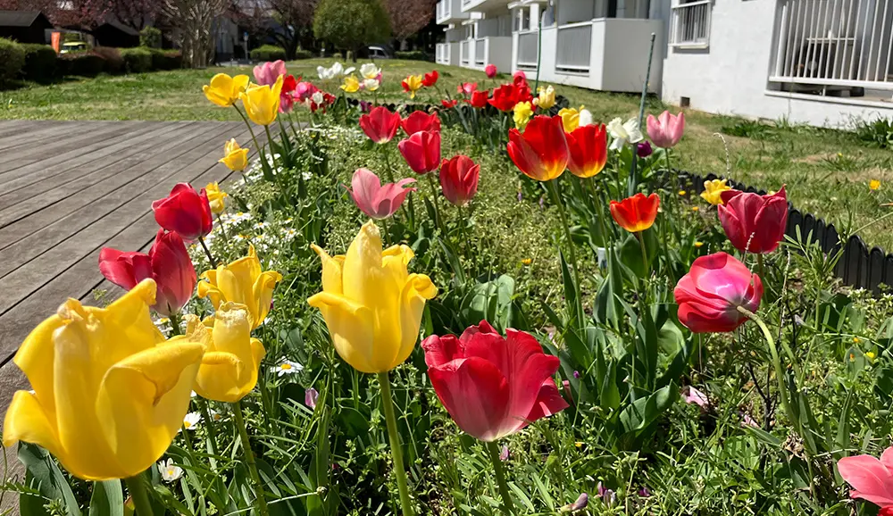 グリーンクラブが手がけた「春の花畑」